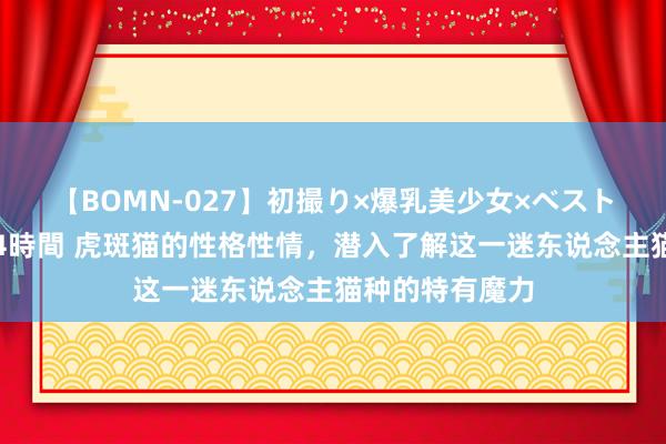 【BOMN-027】初撮り×爆乳美少女×ベストセレクション4時間 虎斑猫的性格性情，潜入了解这一迷东说念主猫种的特有魔力